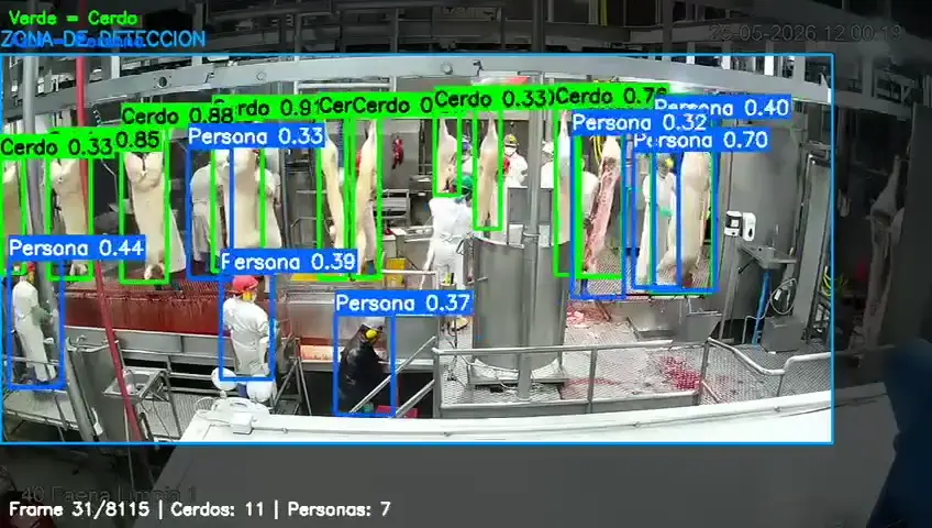 Captura de inferencia: canales de cerdo contadas en la línea de una planta faenadora, junto a las personas de la línea