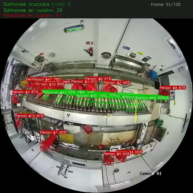 Captura de inferencia: salmones contados al cruzar una línea en una sala de proceso, vista cenital de ojo de pez